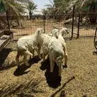 هرافى حريات للبيع