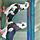 قطايف تووب التوب