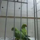 طبتين دره اخضر
