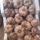 ثوم احمر