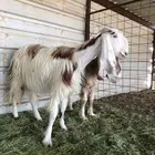 عنز حليب طيبه