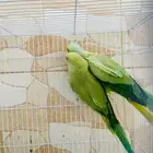 تم البيع زوج دره اعلى سومه ل 24 ساعه