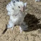 صوص مشكل للبيع