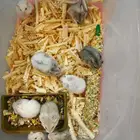 هامستر روسي