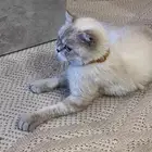 قطه ضايعه سكاكا