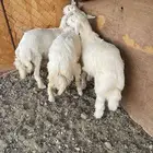 طليان حرية من المراح فل شحم