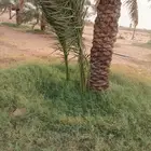 نخل بالخرج مجاني لوجه الله