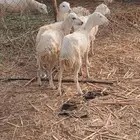 رخيل للبيع