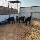 للبيع جفار عوارض
