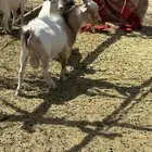 تيس قزمي