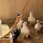 حمام فرنسي