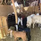 للبيع عراضيه تم البيع