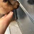 تيس قزم عمره 3شهور
