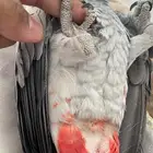 كاسكو اليف