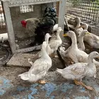 بط بكيني