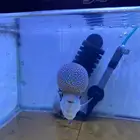 فلور فلاور هورن نوادر