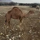 قعدان اعمار 8 أشهر