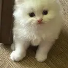 قطط سكوتش وشيرازي