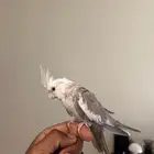 كروان هولندي للبيع