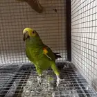 زوج امازوني مميز