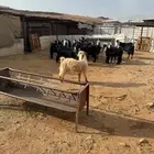 معزاءعارضيه للبيع