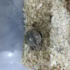2 هامستر وينتر وايت