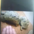 للبيع سلحفاتين