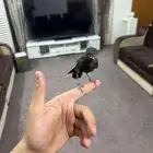 تم البيع الله يبارك لصاحبه بعدد ريشه