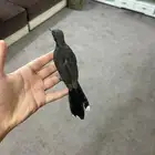 شولة سوداة