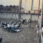 دجاج فيومي بياض