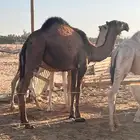 بكره قصب