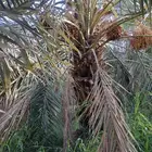 نخل كبار للبيع