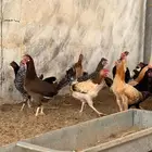 دجاج بلدي بياض