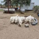 8 خرفان طيبه مجمله