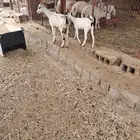 شاه للبيع