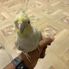 جوز كروان منتج