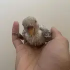 أبحث عن وظيفه في محل طيور