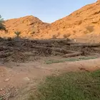 جذوع نخل بدون مقابل.