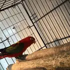 للبيع أنثى لوري (شاترنج)