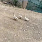 بط للبيع