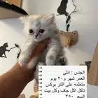 قطط للبيع
