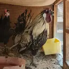 دياكه ديك بلدي الاحساء