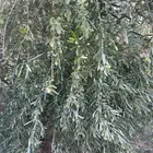 زيت زيتون فاخر