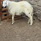 طلي حري جبر