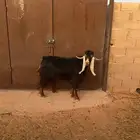 للبيع تيس عارضي فحل