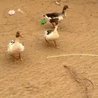 للبيع وز بلدي منتج شرط