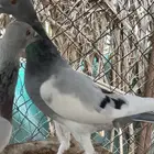 برلين سمبوسة - الباحة