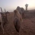 بكره