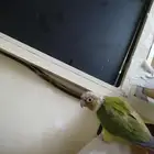 صن كنيور