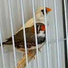 طيور